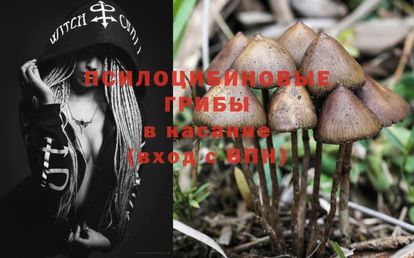 шишки Кострома